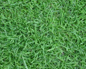 AGROSTIS