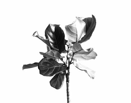 Green Plant_edited_edited.jpg