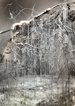 דימוי להזמנה