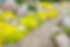 clipper boulders gravel yellow flowers july.jpg