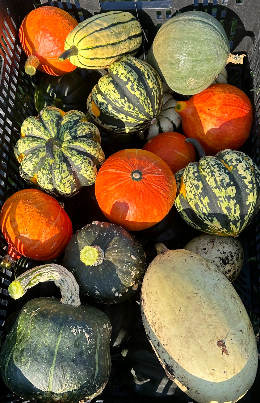 Crate full of a variety of winter squash (spaghetti, kabocha, acorn, delicata, and blue Hubbard squash)