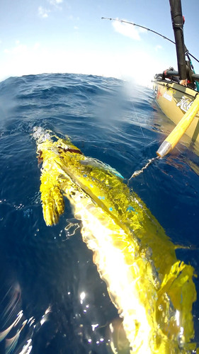 Spear Gun For Spearfishing PROYAKER Kayak Fishing Spear Gaff, Kage - Main Image