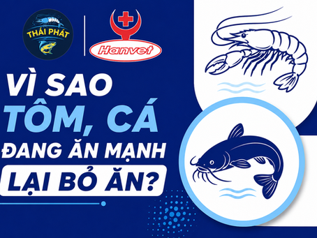 VÌ SAO TÔM, CÁ ĐANG ĂN MẠNH LẠI BỎ ĂN