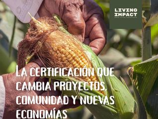 Manos campesinas sosteniendo una mazorca de maíz recién cosechada, simbolizando proyectos rurales, comunidad y nuevas economías regenerativas. Imagen de Living Impact sobre la certificación en turismo regenerativo.