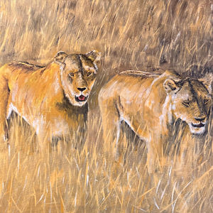 Lionesses In The Grass