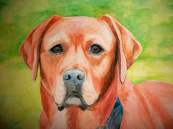 Watercolor Red Lab Eyren
