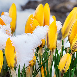 GCDA Adult learning free training January course