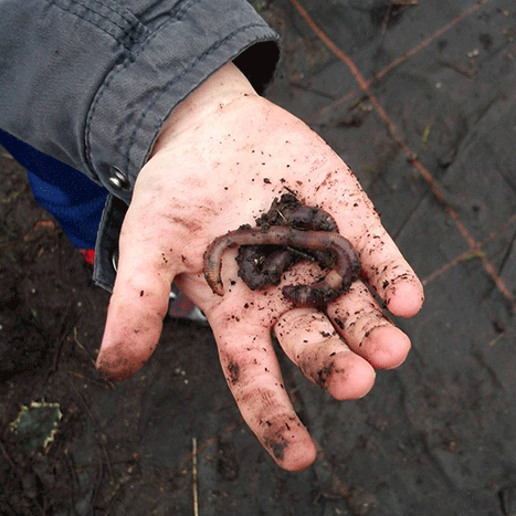 worms_in_hand.gif
