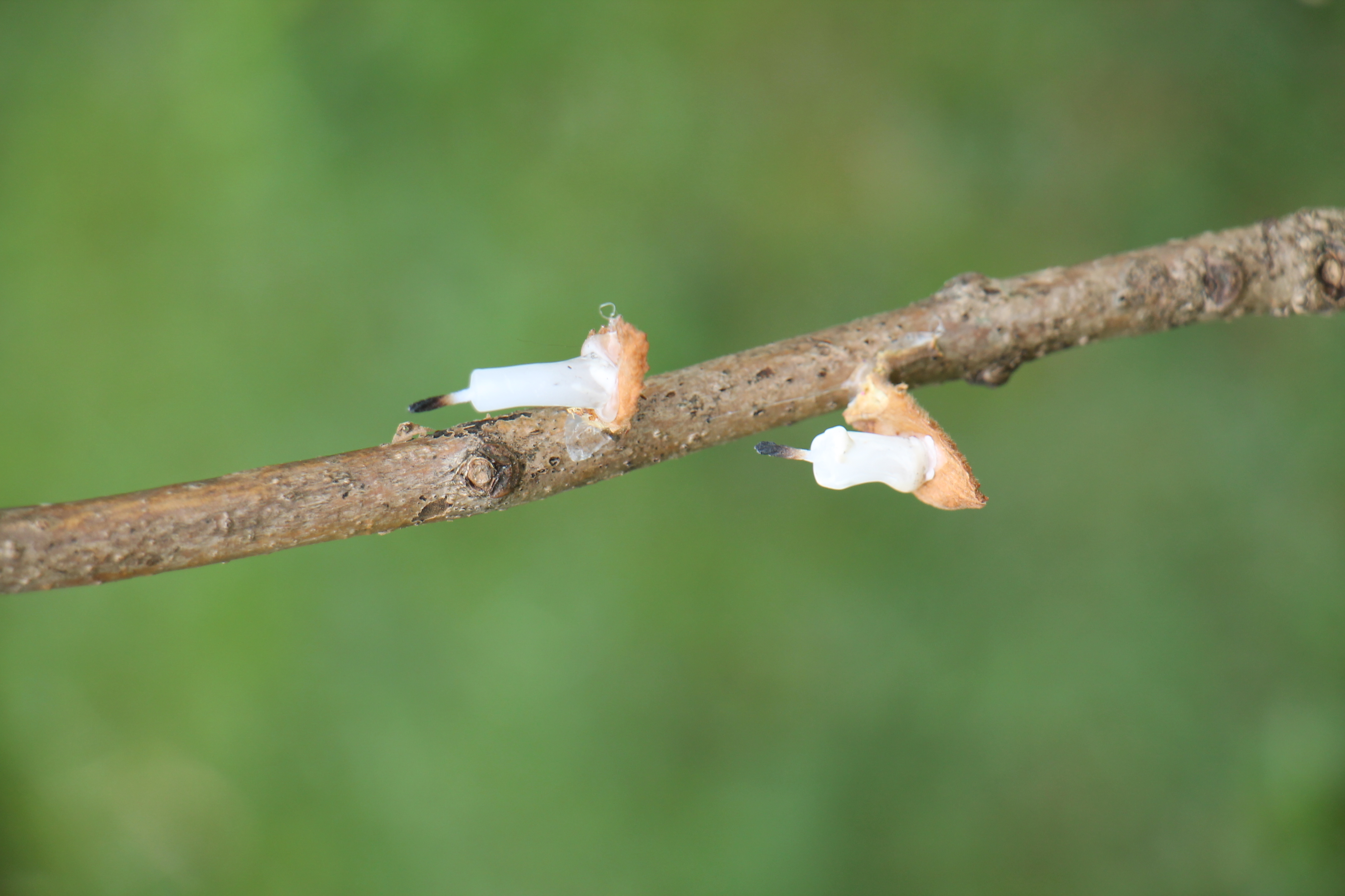 Bougies