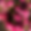 Thumbnail: Best of Spring & Summer-5 Large Bouquets