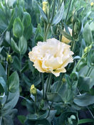 IMG_7686.jpeg