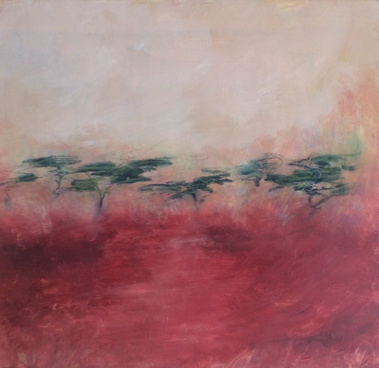 Acacia