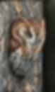 Eastern Screech Owl