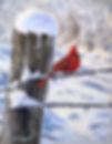 Frost