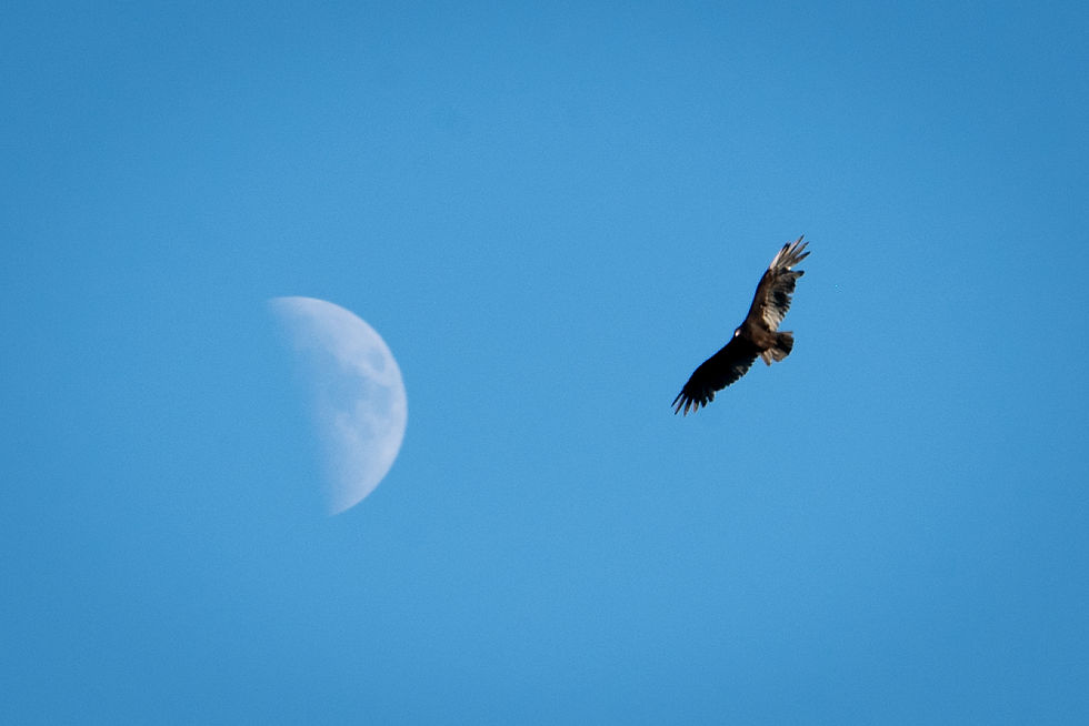 Turkey "Buzz"ard  and the moon