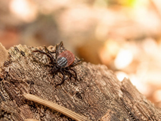 Eine Zecke auf einem Stück Rinde in einem Wald