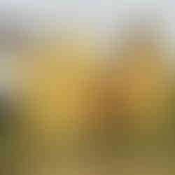 Imkerinnen ernten Honig bei der Erlebnis Imkerei Waldwiese