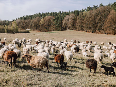Eine Herde Schafe und Lämmer weiden auf der Wiese beim Hof Sählenfroh in Lychen
