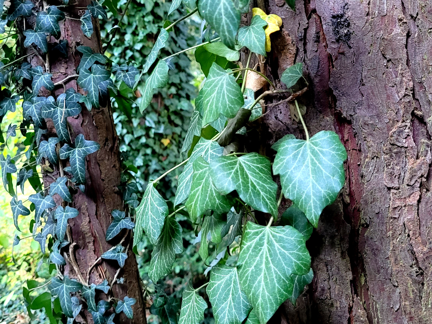 großer kaktus online kaufen Wolfsmilch Kaktus (Euphorbia Acrurensis) online kaufen – MyZimmerpflanze.de main image 1