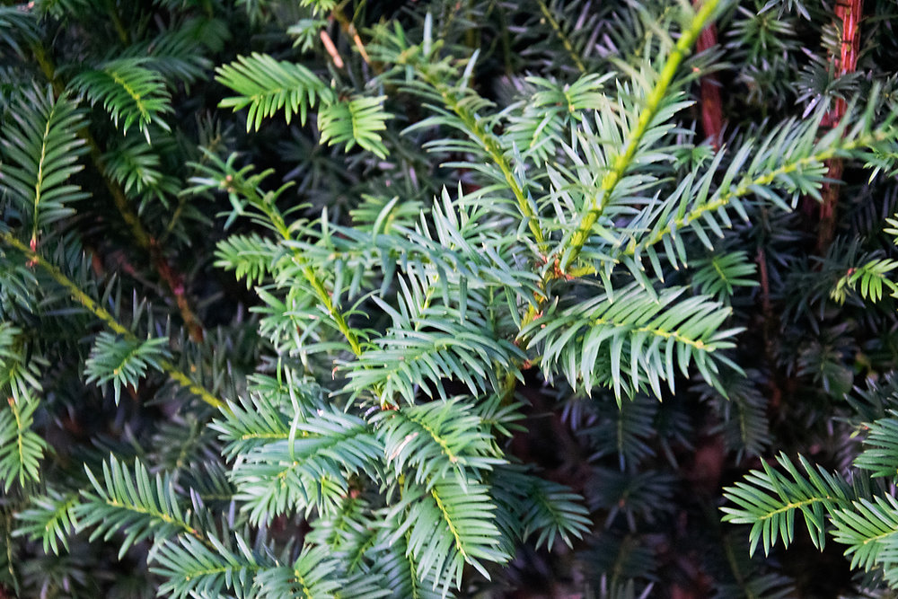 www.eibe.de Taxus baccata main image 1