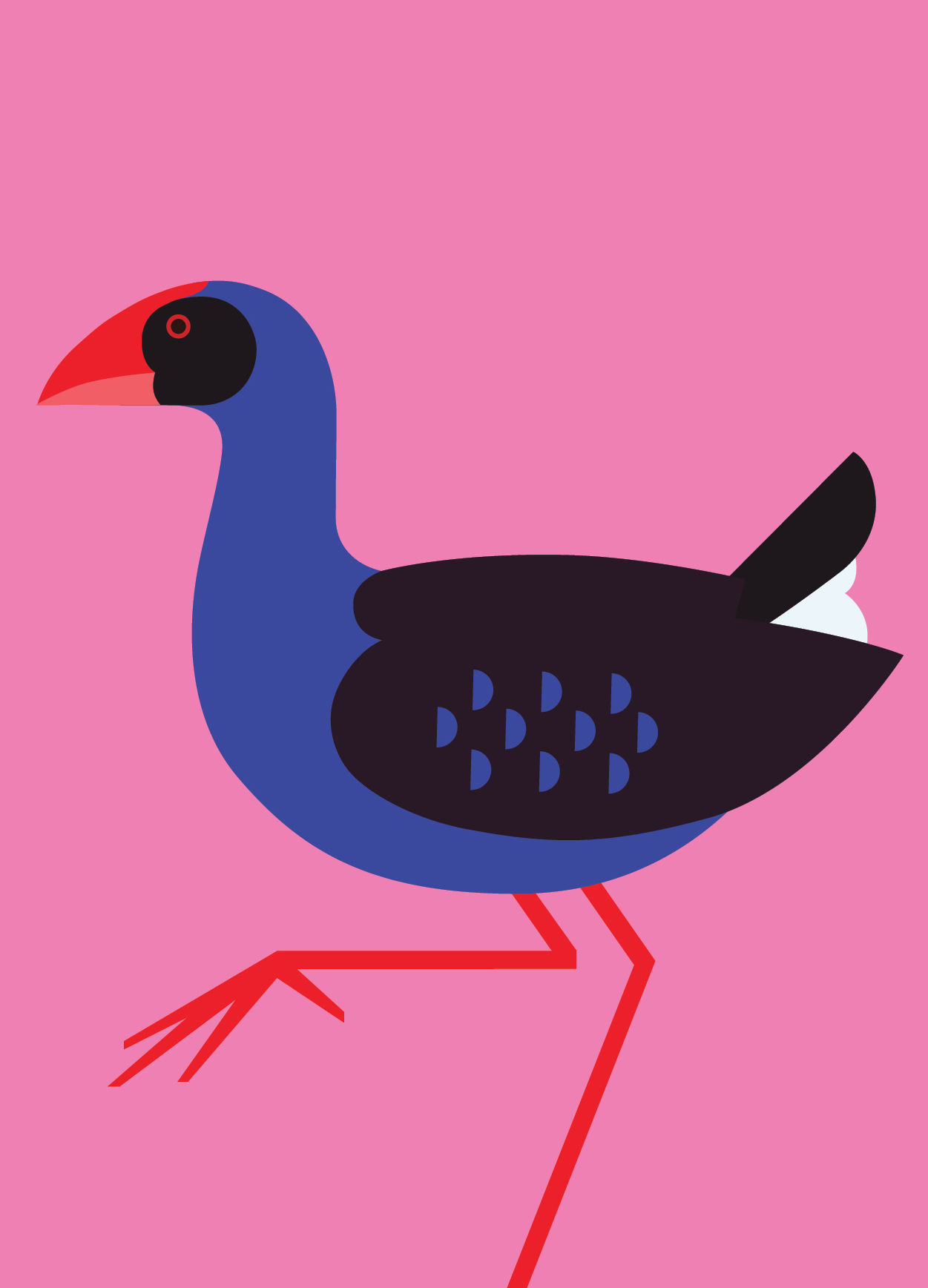 Pukeko