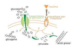 glicemia alta effetto insulina