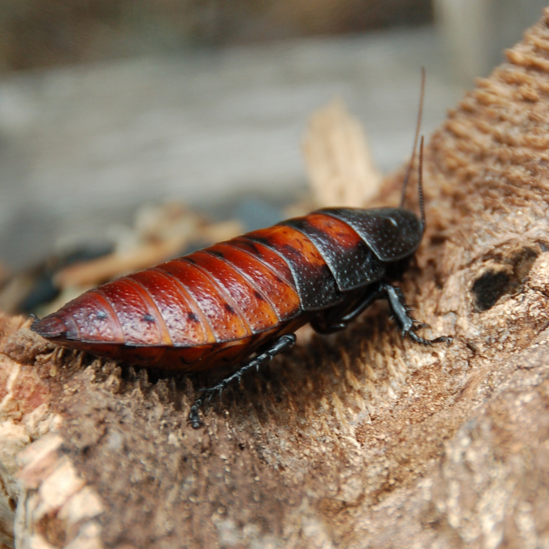 Insectus Cucaracha de Madagascar x unidad
