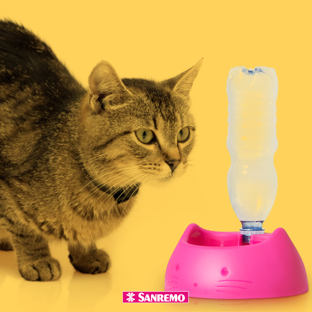 Bebedero automático para gato san remo 250 ml fucsia