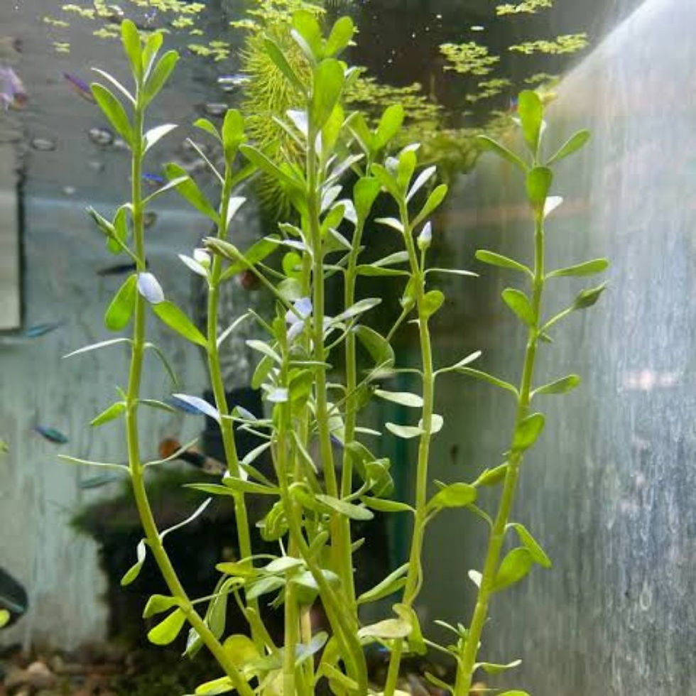 Miniatura: Bacopa (Bacopa monnieri) – Tallo 15 cm