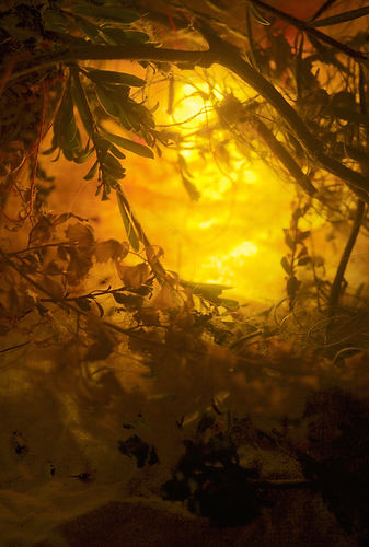 Michelle Thompson - Golden life, 2018, photographic print, contemporary art awards
