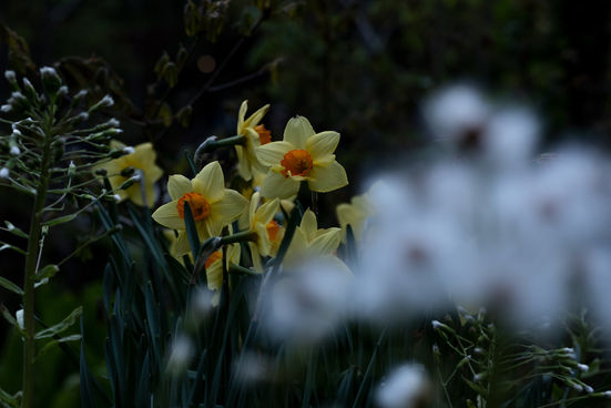 DSC_8768.jpg