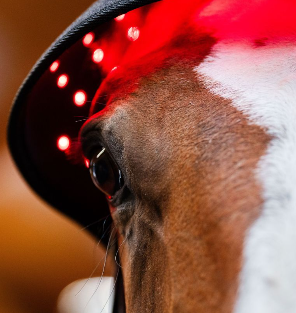 Thumbnail: Horseware® LED Red Light Therapy Poll Cap