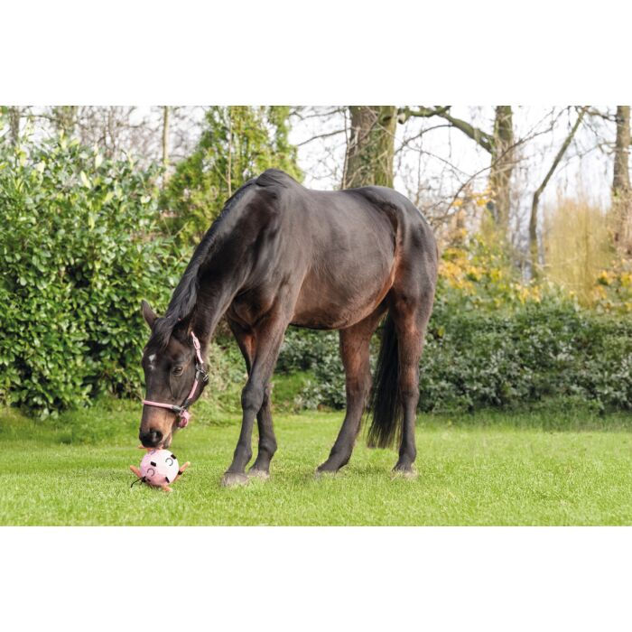 Thumbnail: Ball as toy for horses -Fun