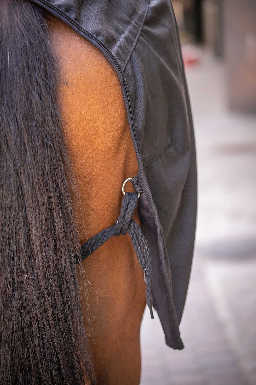 Thumbnail: PADDOCK "Ripstop" stable sheet -Black