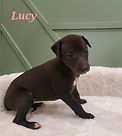 Lucy.jfif