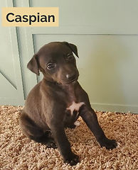 Caspian_edited_edited.jpg