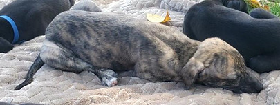 Ash sleeping.jfif