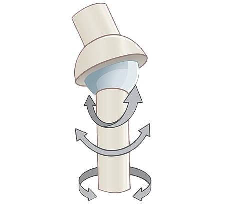 Diagram of a ball and socket joint with curved arrows showing it twisting, on a plain white background