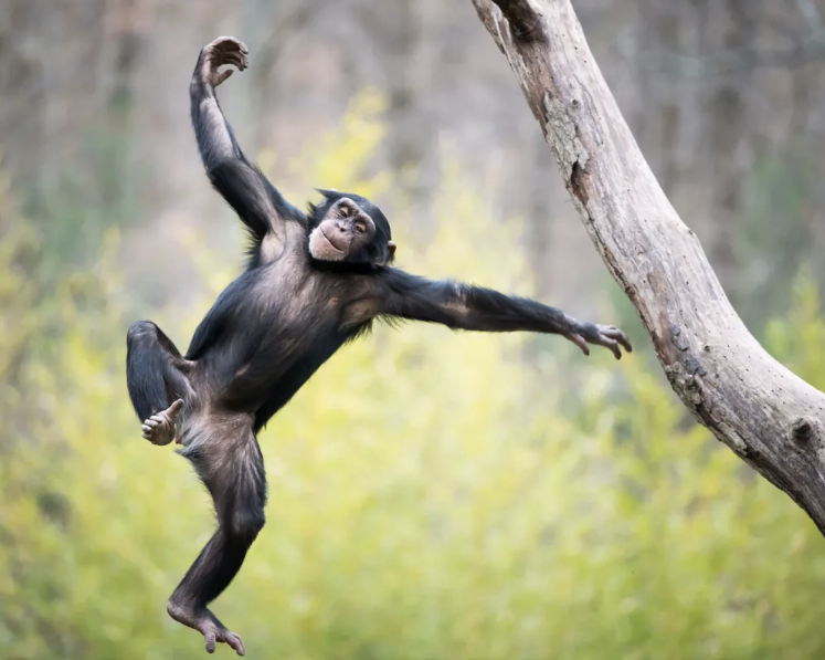 Chimpanzee swinging from a tree branch in a wooded area, arms and legs spread against a soft green background.
