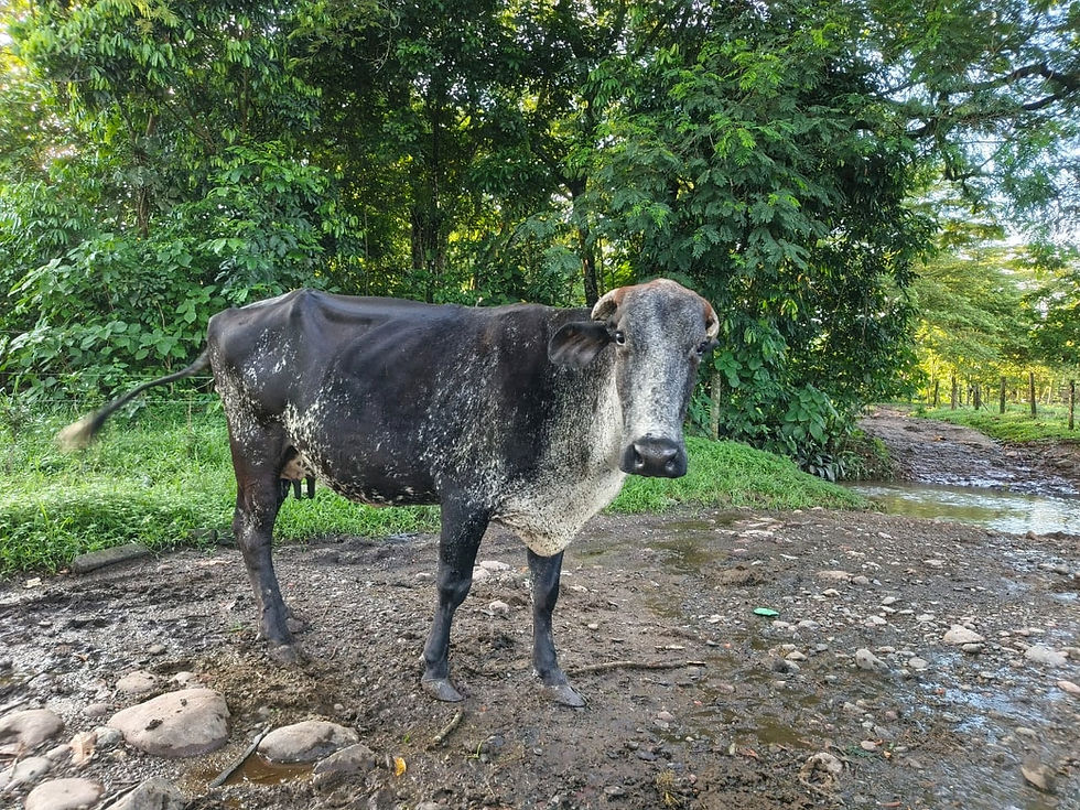 Miniatura: 20 Vacas Girolando- 5/8 y 3/4 Holstein