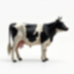 Vaca Holstein Cruzada