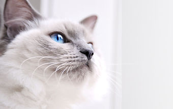 Ragdoll Katze