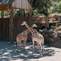 Kenya giraffe sanctuary.jpg