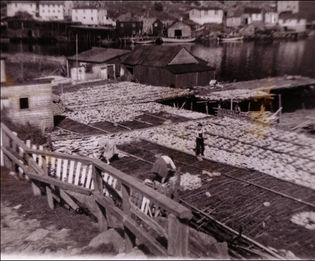 Drying Cod on flakes- 1960