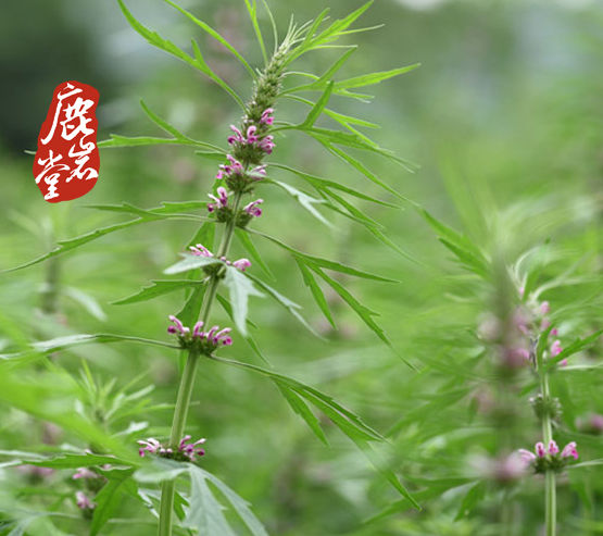 Thumbnail: American Chinese Medicine Wild Motherwort Motherwort 50g
