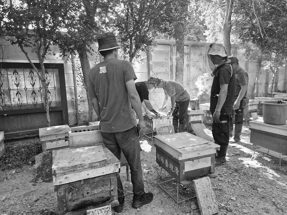 Les abeilles de Taïwan...