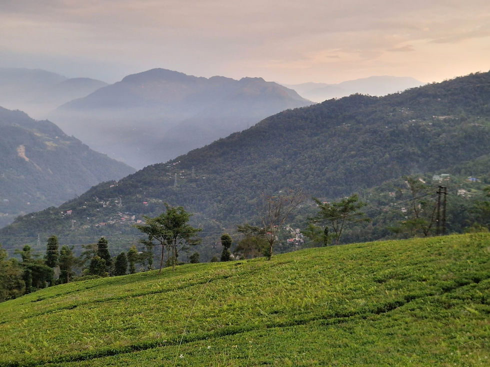 A Temi c’est en hiver que les cerisiers fleurissent