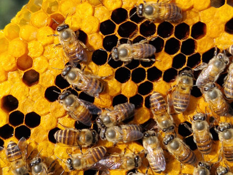 L’apiculture dans l’Etat du Meghalaya :