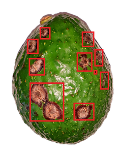 seleccion de aguacate por IA