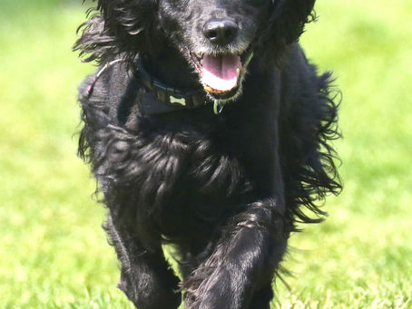 Chiropractic and Massage for Gun Dogs